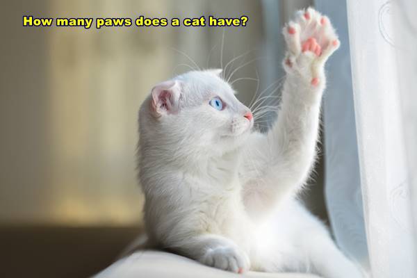 How many paws does a cat have?