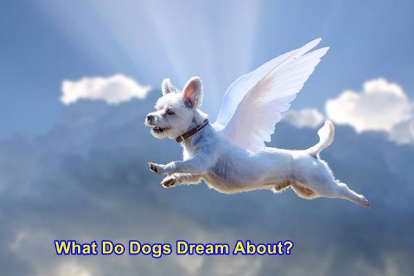 What Do Dogs Dream About?